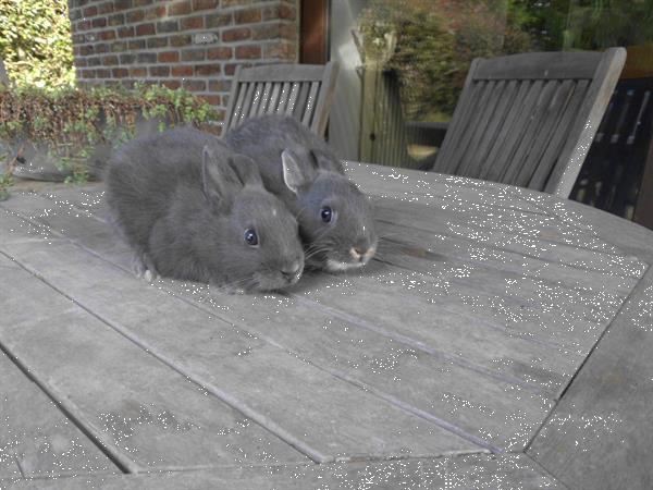 Grote foto twee mannelijke blauw grijze kleurdwergen geboren dieren en toebehoren konijnen