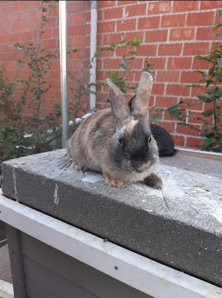 Grote foto mooie tamme konijntjes dieren en toebehoren konijnen