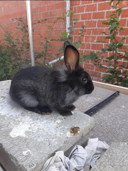 Grote foto mooie tamme konijntjes dieren en toebehoren konijnen