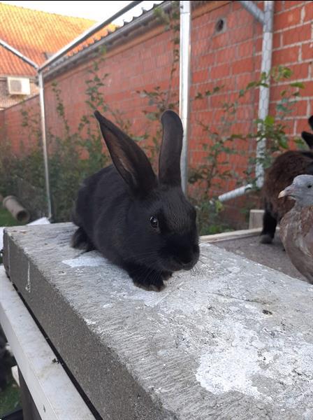 Grote foto mooie tamme konijntjes dieren en toebehoren konijnen