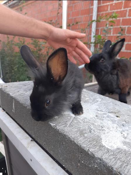 Grote foto mooie tamme konijntjes dieren en toebehoren konijnen