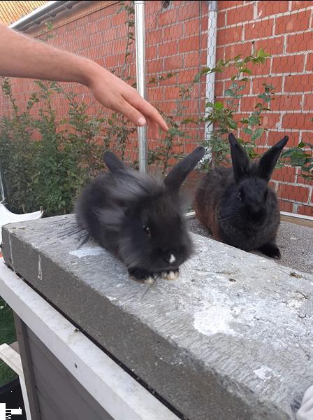 Grote foto mooie tamme konijntjes dieren en toebehoren konijnen