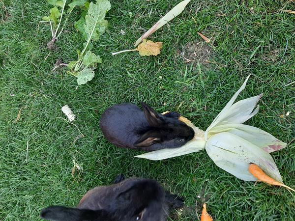 Grote foto mooie tamme konijntjes dieren en toebehoren konijnen