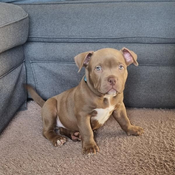 Pocket Bully Puppy Kopen Overige Honden