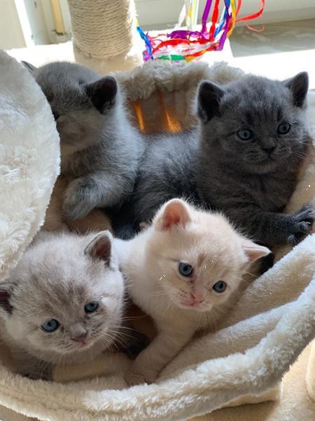 Grote foto brits korthaar kittens dieren en toebehoren raskatten korthaar