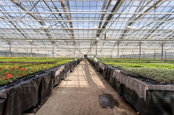 Grote foto 2 tuinbouwbedrijven te koop gezondheidsreden agrarisch glastuinbouw