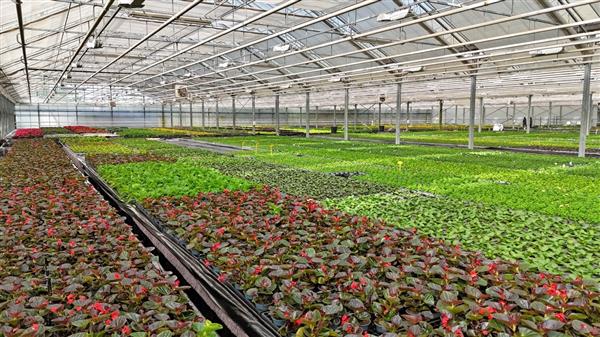 Grote foto 2 tuinbouwbedrijven te koop gezondheidsreden agrarisch glastuinbouw