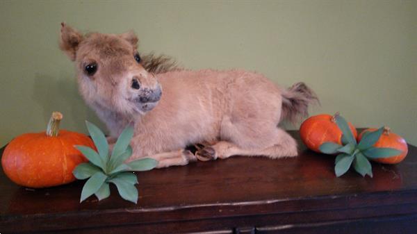 Grote foto opgezette veulen taxidermie paard dieren en toebehoren paarden