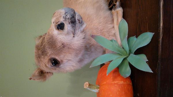 Grote foto opgezette veulen taxidermie paard dieren en toebehoren paarden