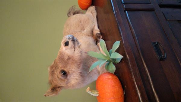 Grote foto opgezette veulen taxidermie paard dieren en toebehoren paarden