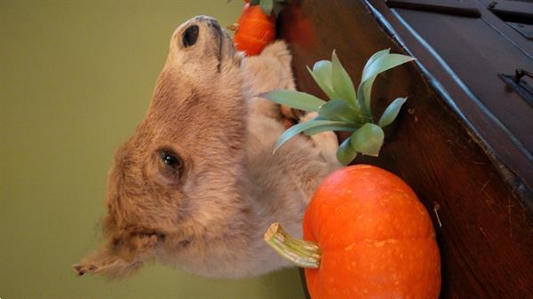 Grote foto opgezette veulen taxidermie paard dieren en toebehoren paarden