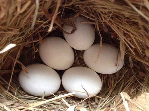 Grote foto babys papegaaien en vruchtbare papegaaien eieren dieren en toebehoren parkieten en papegaaien