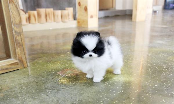 Grote foto pomeranian zwergspitz pups dieren en toebehoren overige honden