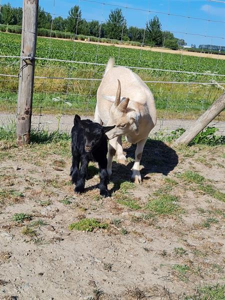 Grote foto geit lammetjes te koop miekes en 1 bokje dieren en toebehoren schapen geiten en varkens