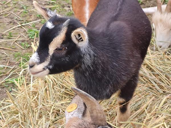 Grote foto geit lammetjes te koop miekes en 1 bokje dieren en toebehoren schapen geiten en varkens