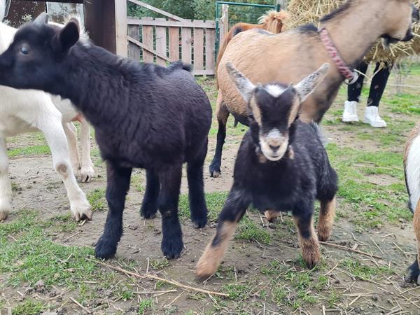 Grote foto geit lammetjes te koop miekes en 1 bokje dieren en toebehoren schapen geiten en varkens