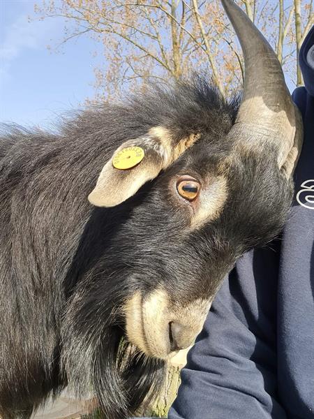 Grote foto geit lammetjes te koop miekes en 1 bokje dieren en toebehoren schapen geiten en varkens