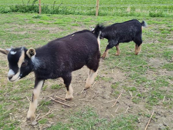 Grote foto geit lammetjes te koop miekes en 1 bokje dieren en toebehoren schapen geiten en varkens