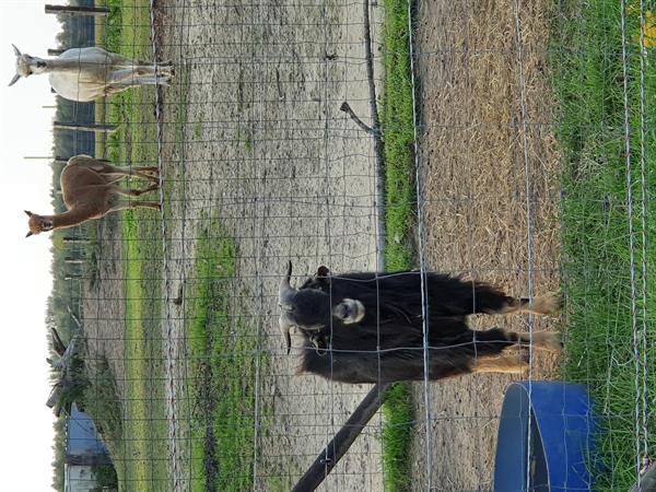 Grote foto geit lammetjes te koop miekes en 1 bokje dieren en toebehoren schapen geiten en varkens