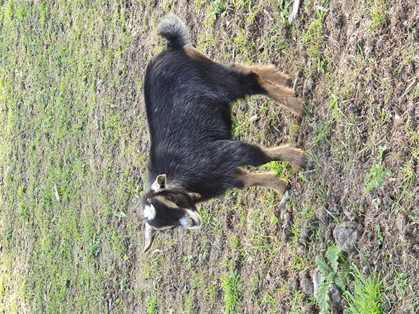 Grote foto geit lammetjes te koop miekes en 1 bokje dieren en toebehoren schapen geiten en varkens