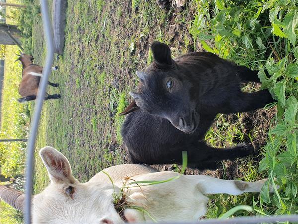 Grote foto geit lammetjes te koop miekes en 1 bokje dieren en toebehoren schapen geiten en varkens