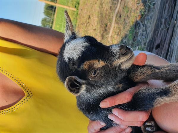 Grote foto geit lammetjes te koop miekes en 1 bokje dieren en toebehoren schapen geiten en varkens