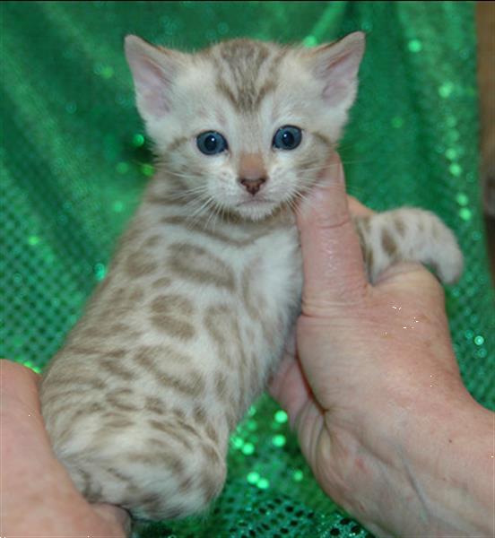 Grote foto bengaalse kittens dieren en toebehoren raskatten korthaar