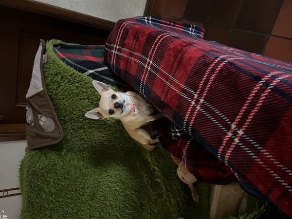 Grote foto mooi chihuahua reutje te koop dieren en toebehoren chihuahua en gezelschapshonden