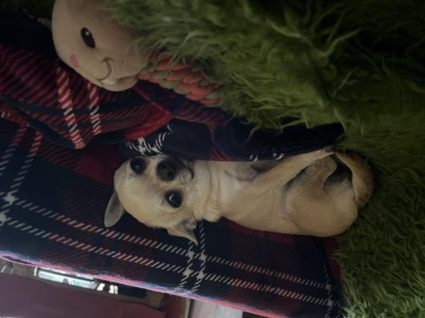 Grote foto mooi chihuahua reutje te koop dieren en toebehoren chihuahua en gezelschapshonden