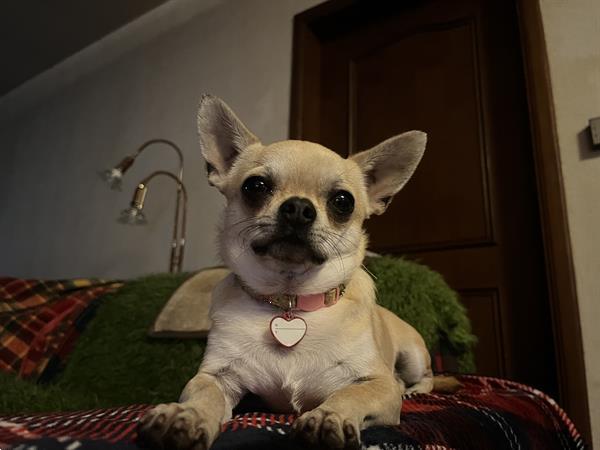 Grote foto mooi chihuahua reutje te koop dieren en toebehoren chihuahua en gezelschapshonden