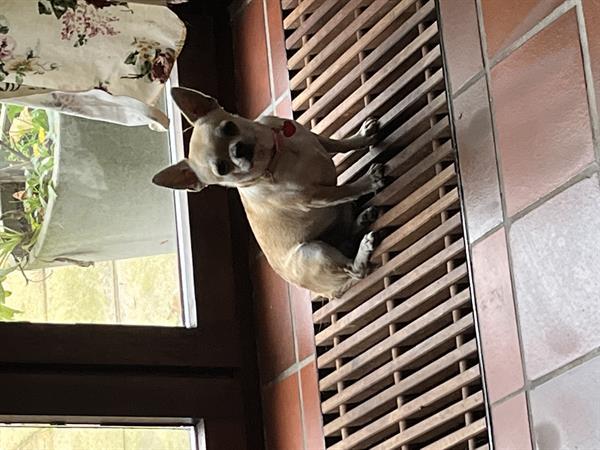 Grote foto mooi chihuahua reutje te koop dieren en toebehoren chihuahua en gezelschapshonden