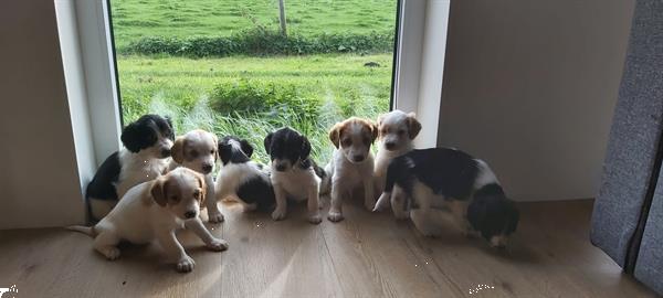 Grote foto te koop mooie en gezonde puppy dieren en toebehoren niet rashonden