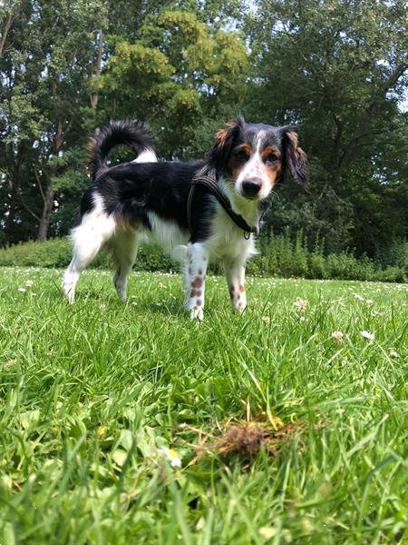 Grote foto te koop mooie en gezonde puppy dieren en toebehoren niet rashonden