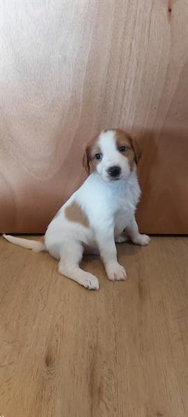 Grote foto te koop mooie en gezonde puppy dieren en toebehoren niet rashonden