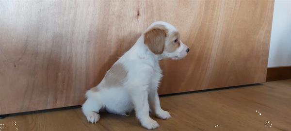 Grote foto te koop mooie en gezonde puppy dieren en toebehoren niet rashonden