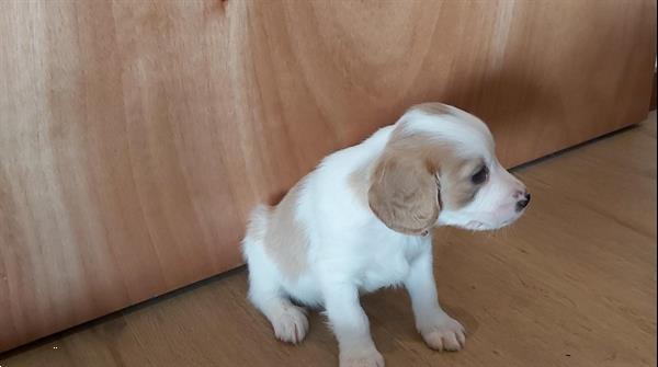 Grote foto te koop mooie en gezonde puppy dieren en toebehoren niet rashonden