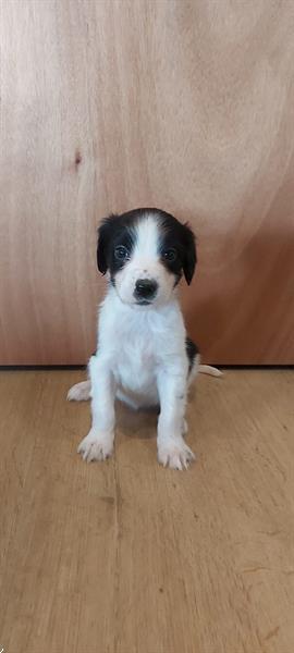 Grote foto te koop mooie en gezonde puppy dieren en toebehoren niet rashonden