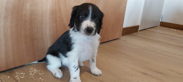 Grote foto te koop mooie en gezonde puppy dieren en toebehoren niet rashonden