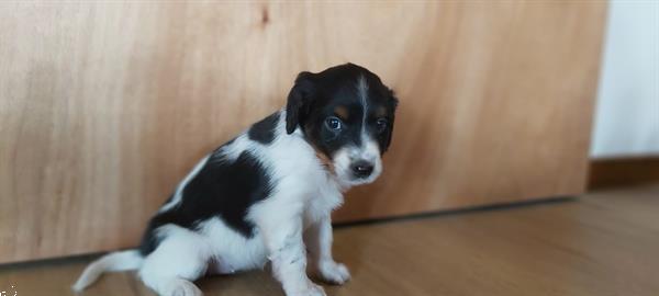 Grote foto te koop mooie en gezonde puppy dieren en toebehoren niet rashonden