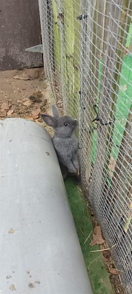 Grote foto twee tamme broertjes dieren en toebehoren konijnen