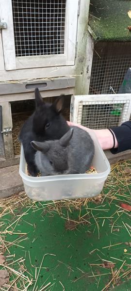 Grote foto twee tamme broertjes dieren en toebehoren konijnen