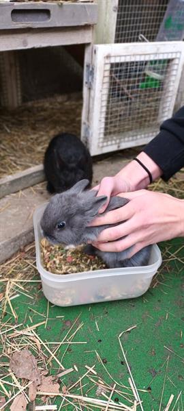 Grote foto twee tamme broertjes dieren en toebehoren konijnen