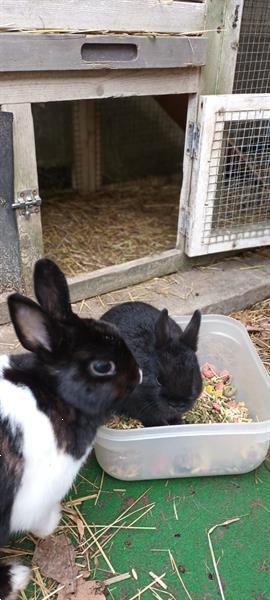 Grote foto twee tamme broertjes dieren en toebehoren konijnen