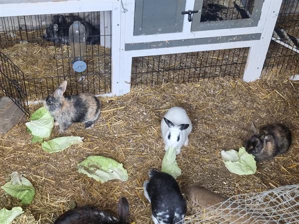 Grote foto 7 tal konijntjes zoeken leuk huisje dieren en toebehoren konijnen