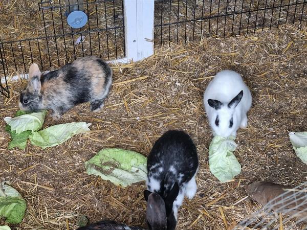 Grote foto 7 tal konijntjes zoeken leuk huisje dieren en toebehoren konijnen