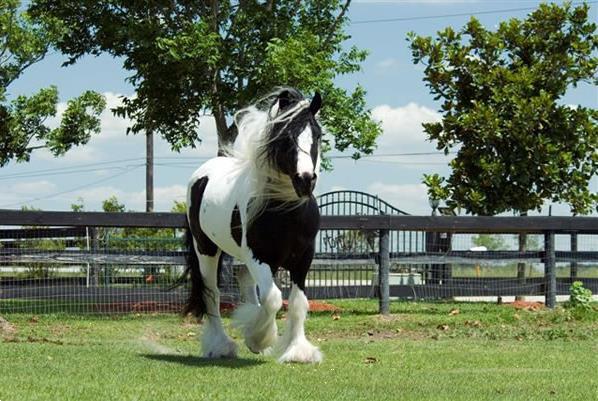 Grote foto gypsy vanner hengst paard dieren en toebehoren paarden