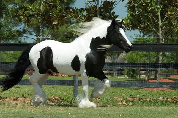 Grote foto gypsy vanner hengst paard dieren en toebehoren paarden