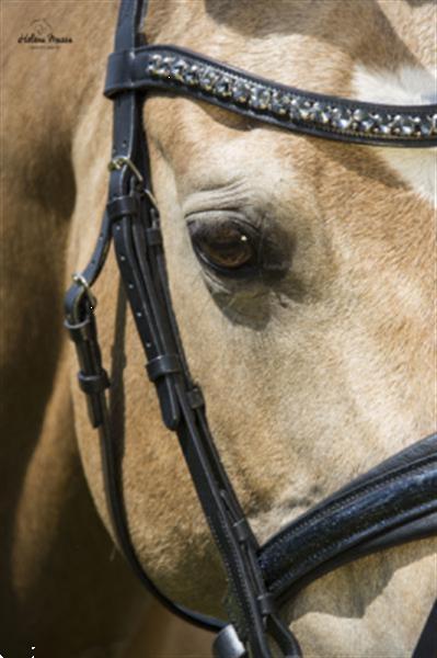 Grote foto antrado color zwart size full dieren en toebehoren paarden accessoires