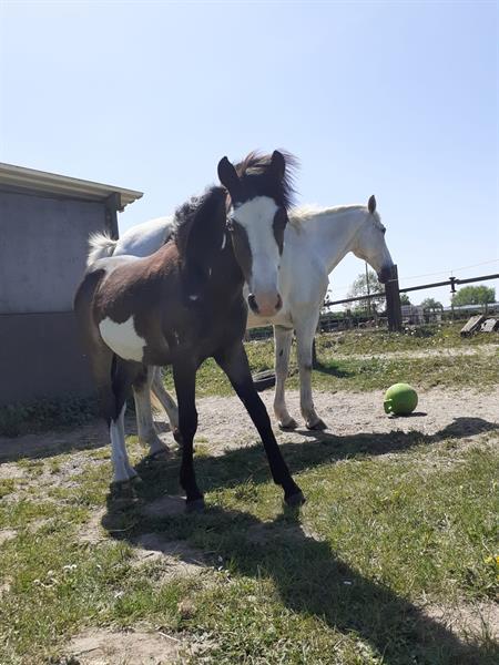 Grote foto super lieve b pony te koop dieren en toebehoren pony