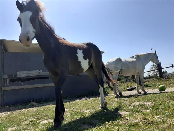 Grote foto super lieve b pony te koop dieren en toebehoren pony